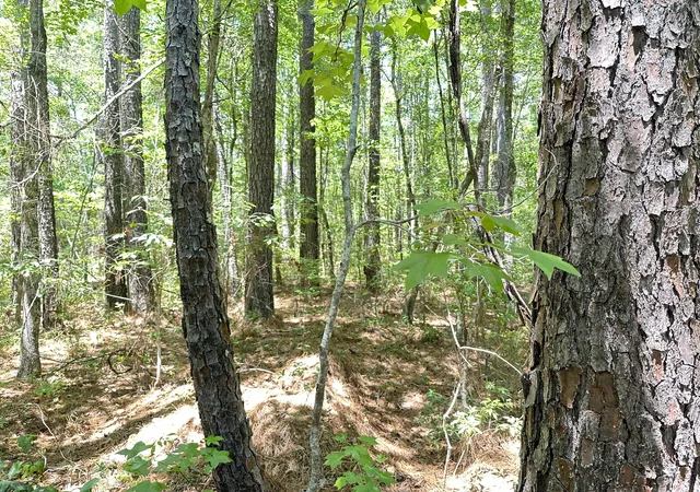 Photo 3 of Land for sale at 00 Hwy 17a, Bonneau, SC 29431 | MLS# 26018267 | Listing updated on 2026-08-21