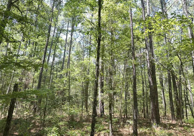 Photo 4 of Land for sale at 00 Hwy 17a, Bonneau, SC 29431 | MLS# 26018267 | Listing updated on 2026-08-21