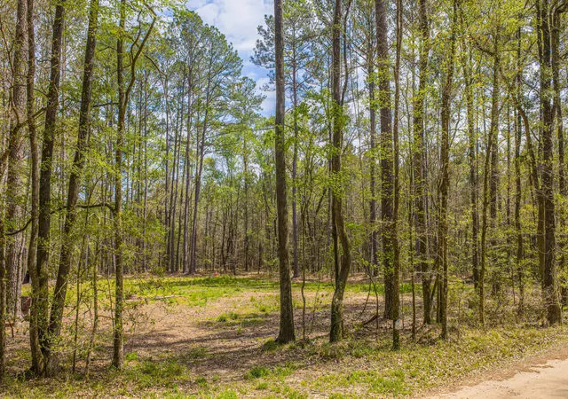 Photo 4 of Land for sale at 0 Busters Paradise Ln, Cordesville, SC 29434 | MLS# 26008738 | Listing updated on 2026-09-04