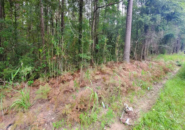 Photo 3 of Land for sale at 0 2nd Texas Rd, Saint George, SC 29477 | MLS# 24022620 | Listing updated on 2026-08-10