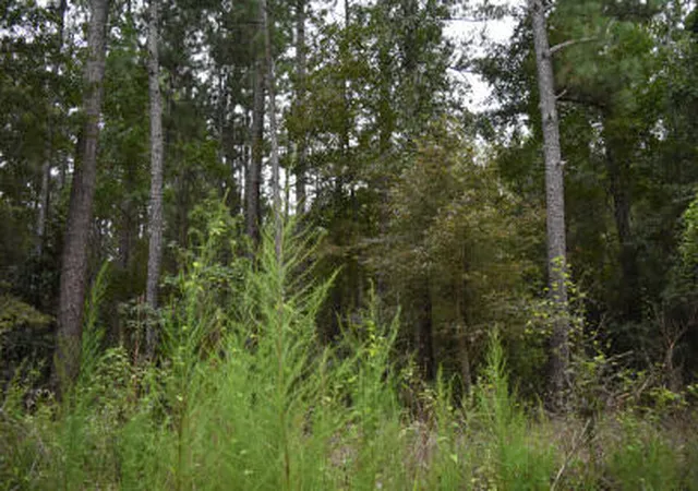 1st image of Tbd Augusta Ln, Andrews, SC 29510 | MLS# 26023375