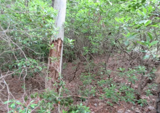 Photo 3 of Land for sale at 343 Gauley Fls Rd, Pickens, SC 29671 | MLS# 20282250 | Listing updated on 2026-01-09