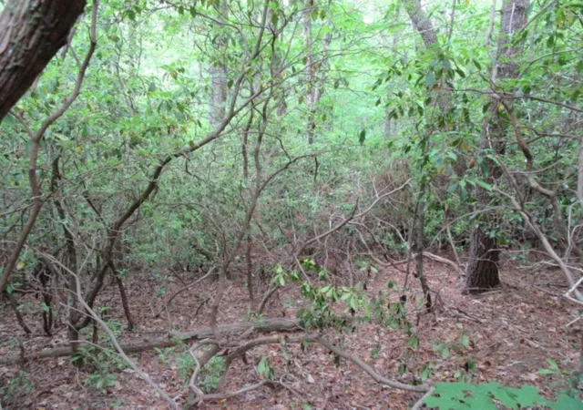 Photo 3 of Land for sale at 343 Gauley Fls Rd, Pickens, SC 29671 | MLS# 20282250 | Listing updated on 2026-01-09