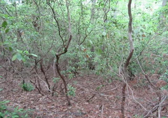 Photo 4 of Land for sale at 343 Gauley Fls Rd, Pickens, SC 29671 | MLS# 20282250 | Listing updated on 2026-01-09