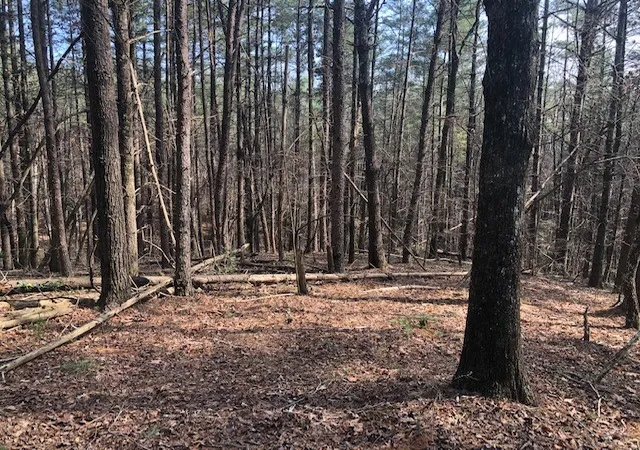 Photo 2 of Land for sale at 101 Dutchman's Pipe Trl, Sunset, SC 29685 | MLS# 20249277 | Listing updated on 2026-09-22