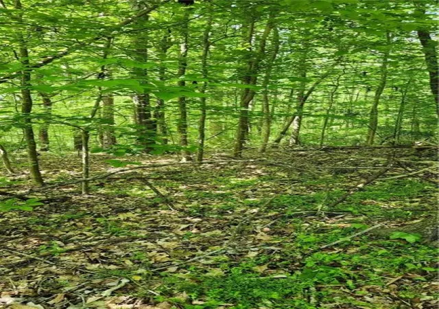 Photo 1 of Land for sale at 1125 Cambridge St Ext, Abbeville, SC 29620 | MLS# 20298457 | Listing updated on 2026-09-14