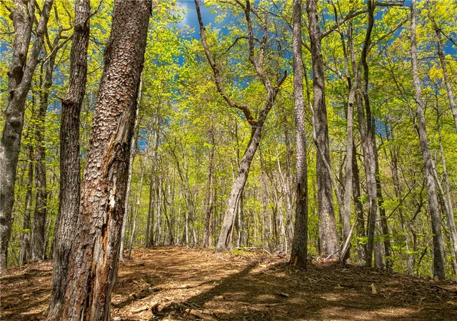 Photo 3 of Land for sale at 187 Shepherd Springs Dr, Cleveland, SC 29635 | MLS# 20300374 | Listing updated on 2026-04-22