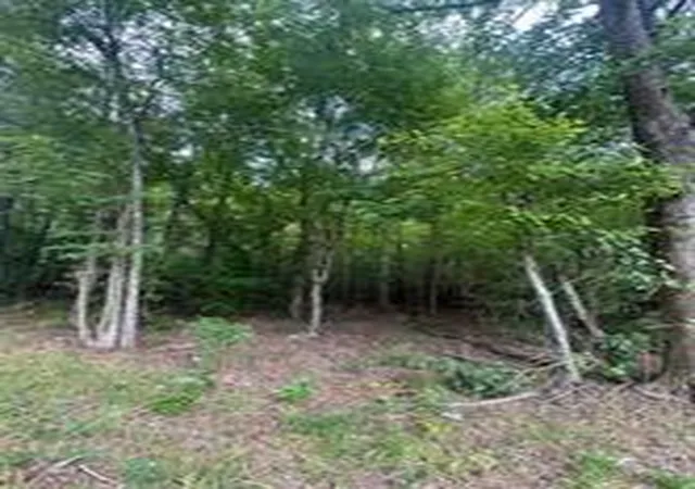 Photo 2 of Land for sale at 00 Old Douglas Ml Rd, Abbeville, SC 29620 | MLS# 20300548 | Listing updated on 2026-04-29