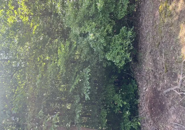 Photo 3 of Land for sale at 0 Point Rd, Westminster, SC 29693 | MLS# 20302598 | Listing updated on 2026-06-11