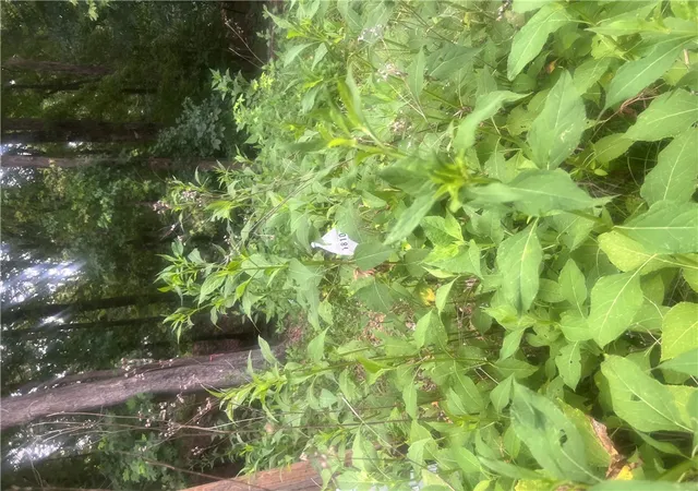 2nd image of 00 S Arrowhead Rd, Westminster, SC 29693 | MLS# 20303683