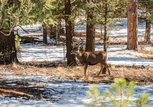 Photo 2 of Land for sale at 35441 Upper Aspen Ln, Pine, CO 80470 | MLS# 6707777 | Listing updated on 2026-09-02