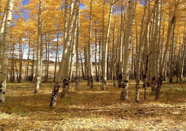 Photo 4 of Land for sale at Foxtail Ct, Fairplay, CO 80440 | MLS# 1607939 | Listing updated on 2026-03-05