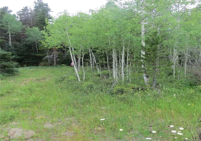 Photo 2 of Land for sale at Peak To Peak Hwy, Nederland, CO 80466 | MLS# 2002177 | Listing updated on 2026-06-25