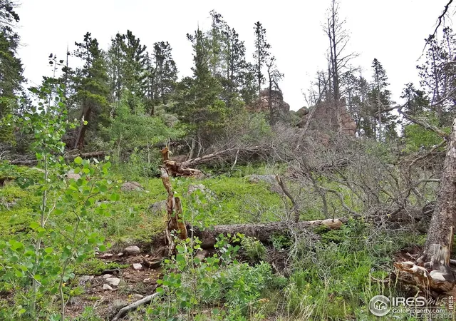4th image of 1683 Osage Trl, Red Feather Lakes, CO 80545 | MLS# IR1052189