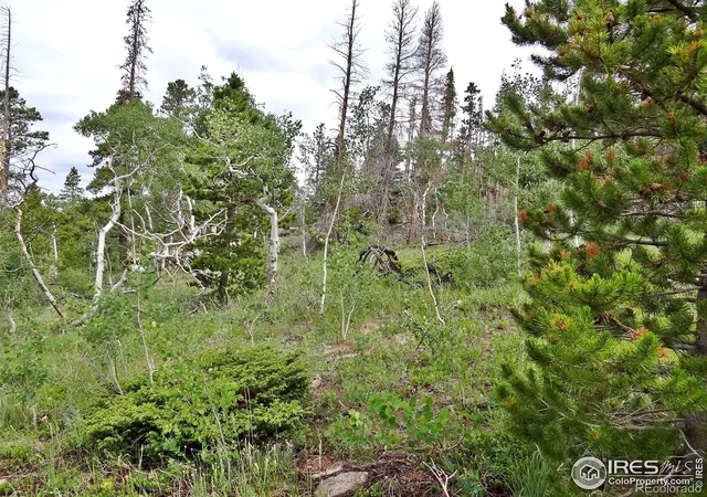 5th image of 1683 Osage Trl, Red Feather Lakes, CO 80545 | MLS# IR1052189
