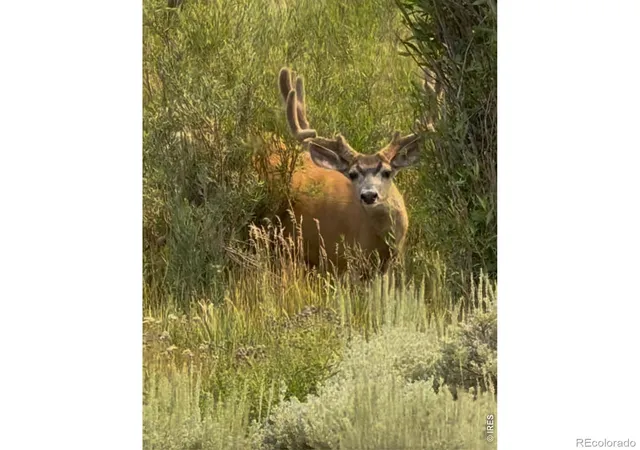 image of Jackson County Road 23c, Walden, CO 80480 | MLS# IR1052275