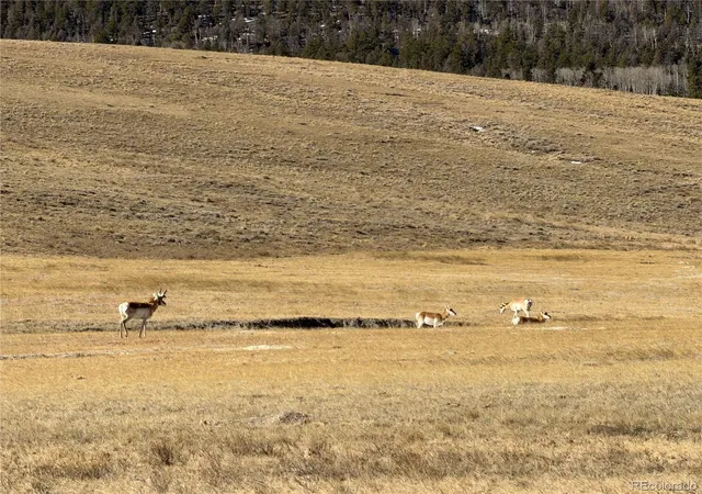 Photo 3 of Land for sale at 3 Ranch, Hartsel, CO 80449 | MLS# 9922922 | Listing updated on 2026-07-31