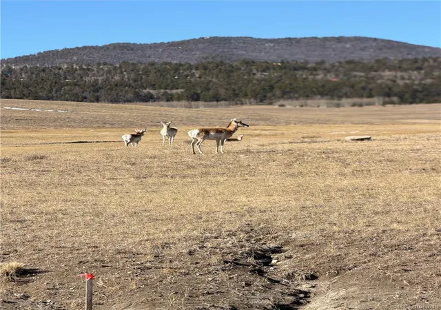 Photo 3 of Land for sale at 3 Ranch, Hartsel, CO 80449 | MLS# 9922922 | Listing updated on 2026-07-31