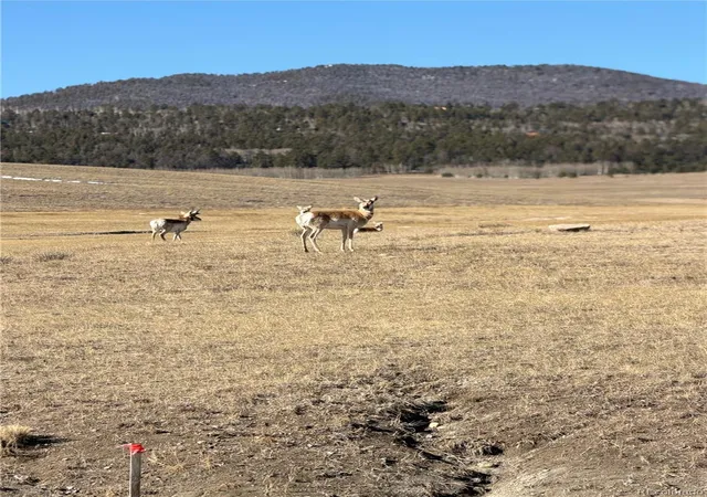 Photo 4 of Land for sale at 3 Ranch, Hartsel, CO 80449 | MLS# 9922922 | Listing updated on 2026-07-31