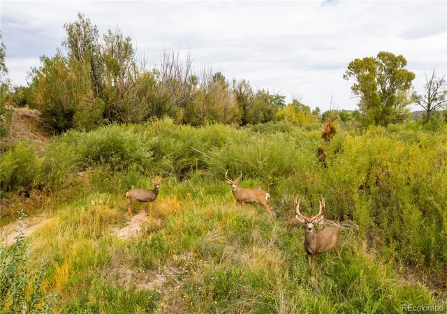 7th image of S Interstate 25, Castle Rock, CO 80104 | MLS# 9184974
