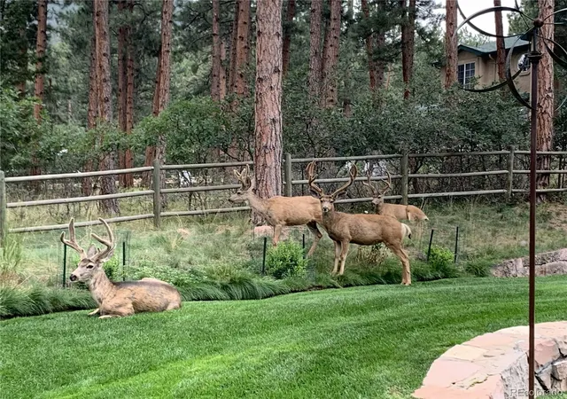 4th image of 4745 Cheyenne Dr, Larkspur, CO 80118 | MLS# 8642013