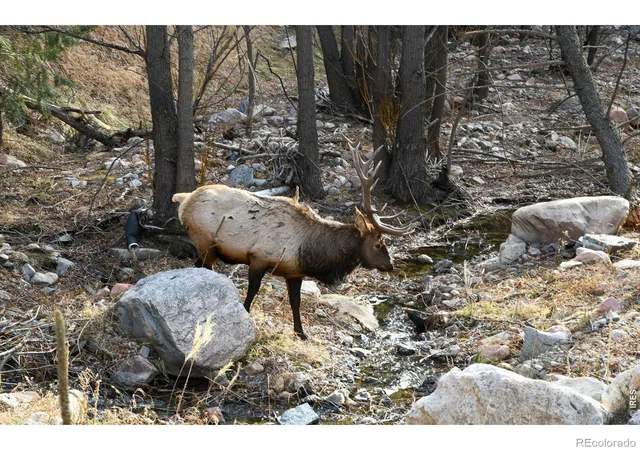 Photo 1 of Land for sale at 416 Black Crk Dr, Glen Haven, CO 80532 | MLS# IR1054837 | Listing updated on 2026-10-07