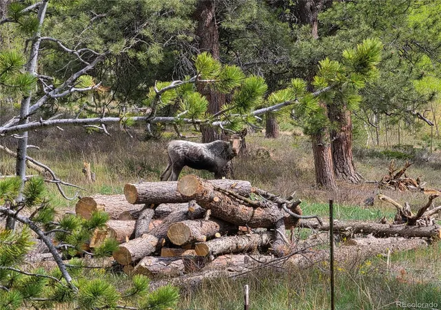 Photo 3 of Single family home for sale at 26 Howe Ct, Black Hawk, CO 80422 | MLS# 7708028 | Listing updated on 2026-10-03