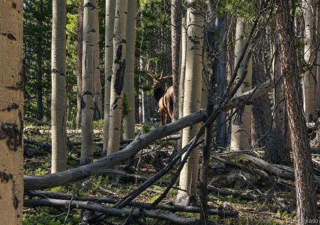 30th image of 000 Hidden Wilderness Rd, Idaho Springs, CO 80452 | MLS# 7177555