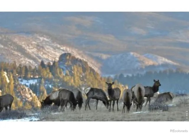 3rd image of 0 Red Feather Lake Rd 13, Livermore, CO 80536 | MLS# IR1060529