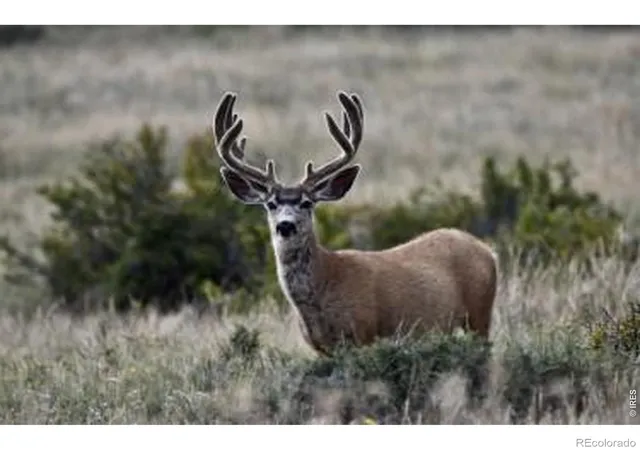 4th image of 0 Red Feather Lake Rd 13, Livermore, CO 80536 | MLS# IR1060529