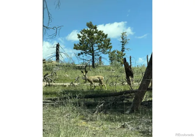 Homes for sale in Bellvue, CO | 1989 Spencer Mountain Rd, Bellvue, CO 80512 | MLS# IR1061770