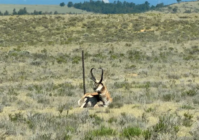 Photo 4 of Land for sale at Hardwood Loop, Hartsel, CO 80449 | MLS# 8474256 | Listing updated on 2026-06-18
