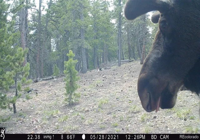 Photo 1 of Land for sale at 543 Crescent Lake Rd, Golden, CO 80403 | MLS# 3921848 | Listing updated on 2026-10-28