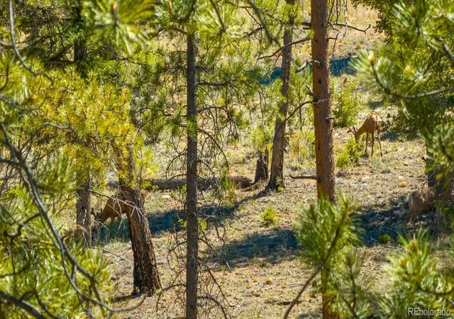 4th image of 146 Toms Ranch Rd, Lake George, CO 80827 | MLS# 1885520