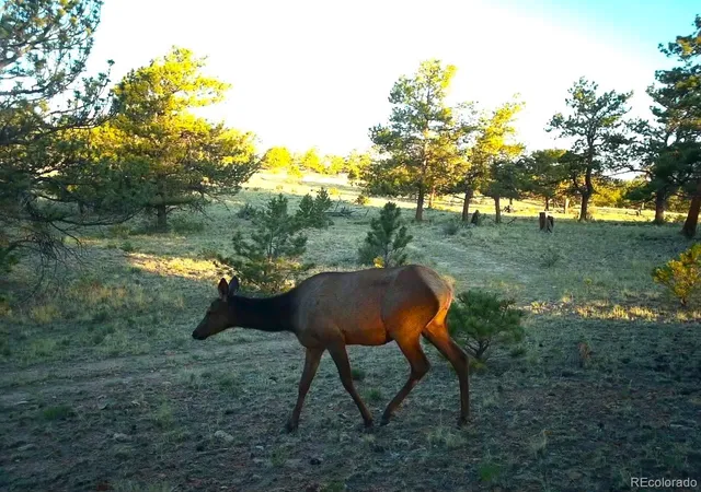 Photo 3 of Land for sale at 31572 Highway 9, Fairplay, CO 80440 | MLS# 5605654 | Listing updated on 2026-06-25