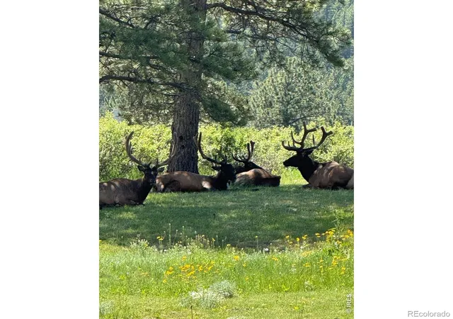 Photo 3 of Single family home for sale at 270 Choctaw Rd, Lyons, CO 80540 | MLS# IR1063127 | Listing updated on 2026-10-03