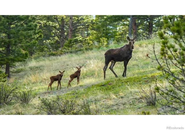 Photo 20 of Land for sale at 312 Ridge Rd, Ward, CO 80481 | MLS# IR1065132 | Listing updated on 2026-07-28