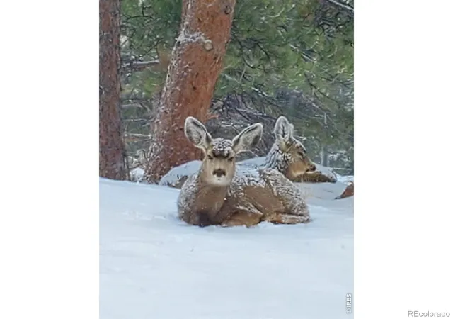 50th image of 2720 Sunset Ln, Estes Park, CO 80517 | MLS# IR1066285