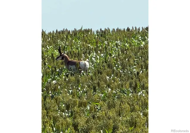 1st image of 26 Gg Rd, Snyder, CO 80750 | MLS# IR1066786