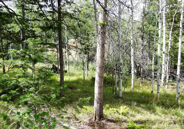 3rd image of 171 Spokane Ct, Red Feather Lakes, CO 80545 | MLS# IR1067093
