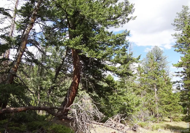 13th image of 115 Wenro Ct, Red Feather Lakes, CO 80545 | MLS# IR1067103