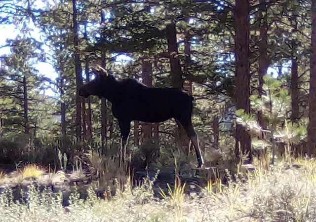 Photo 4 of Land for sale at 18677 State Hwy 7, Lyons, CO 80540 | MLS# IR1068777 | Listing updated on 2026-09-19