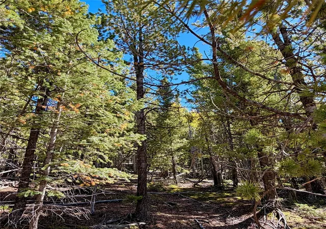 Photo 3 of Land for sale at 624 Witherite Dr, Divide, CO 80814 | MLS# 1936642 | Listing updated on 2026-10-08