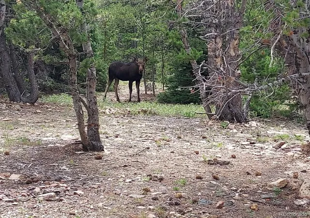 Photo 1 of Land for sale at 1900 County Rd 128j, Nederland, CO 80466 | MLS# 4249040 | Listing updated on 2026-10-08