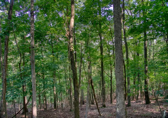 13th image of Mundell Rd, Eureka Springs, AR 72631 | MLS# 1314099