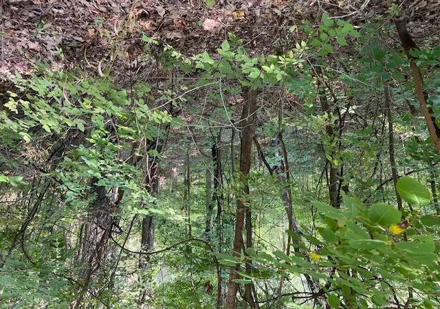Photo 3 of Land for sale at 89 Sunrise Ave, Holiday Island, AR 72631 | MLS# 1342310 | Listing updated on 2026-04-09