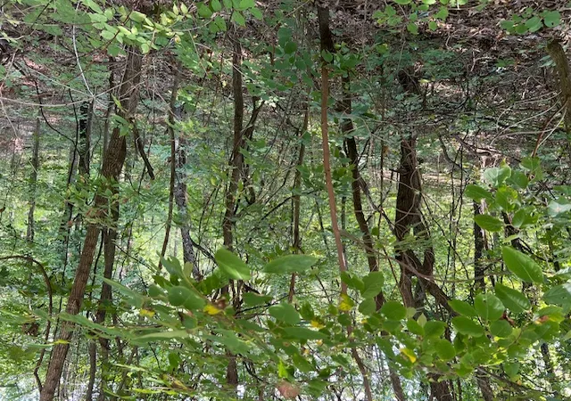 Photo 3 of Land for sale at 89 Sunrise Ave, Holiday Island, AR 72631 | MLS# 1342310 | Listing updated on 2026-04-09