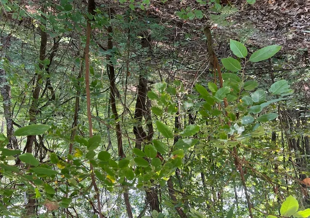Photo 4 of Land for sale at 89 Sunrise Ave, Holiday Island, AR 72631 | MLS# 1342310 | Listing updated on 2026-04-09