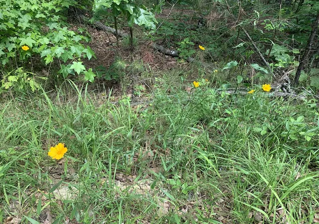 13th image of Cima Wy, Hot Springs, AR 71909 | MLS# 1342604