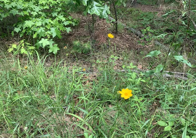5th image of Cima Wy, Hot Springs, AR 71909 | MLS# 1342604